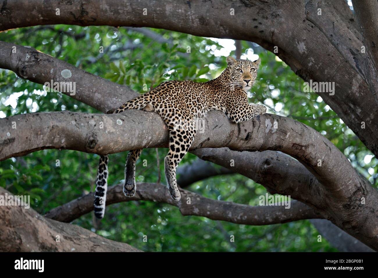 A young leopard is resting on a branch in a big tree along the Luangwa River, Zambia. Stock Photo