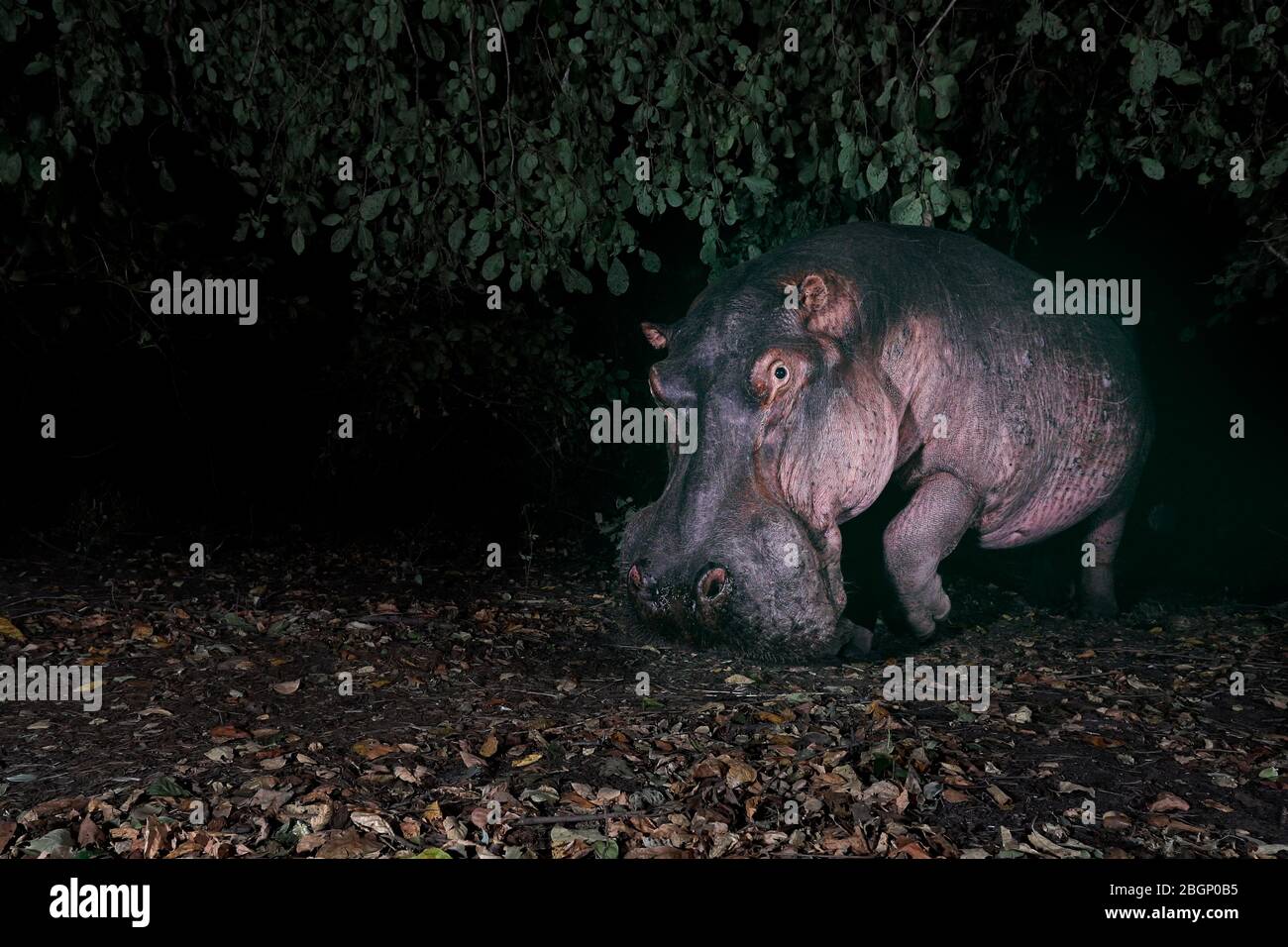 A Hippopotamus at night time outside water, on its way to the feeding grounds, South Luangwa National Park - Zambia. Stock Photo