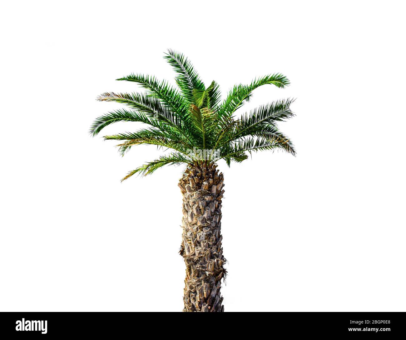 Palm tree isolated Stock Photo - Alamy