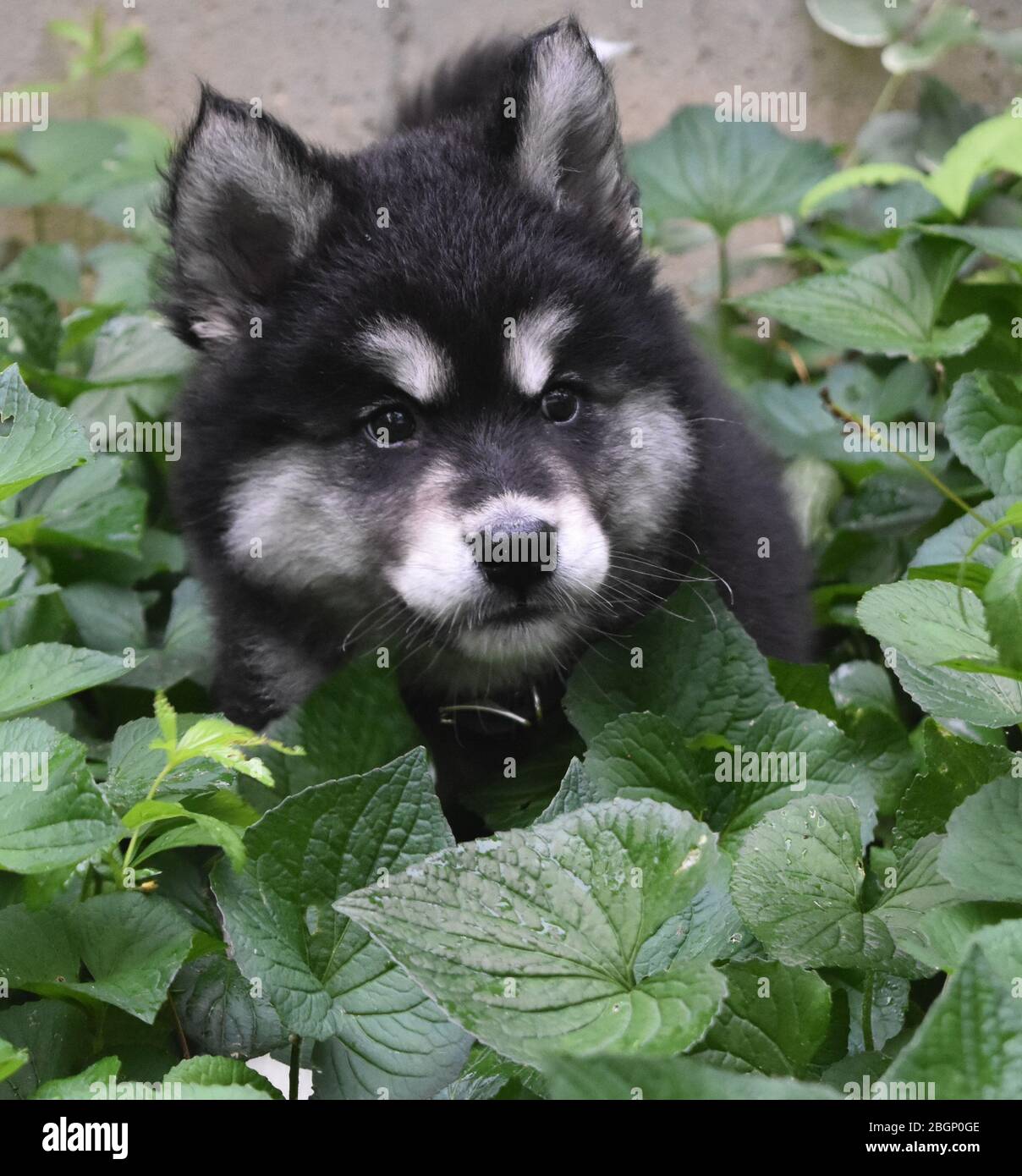 Cute alusky puppy dog with a bunch of green foliage Stock Photo - Alamy