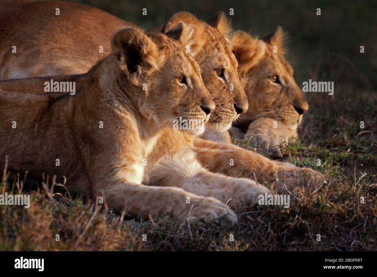 Masai mara mammal mammals beast hi-res stock photography and images - Alamy