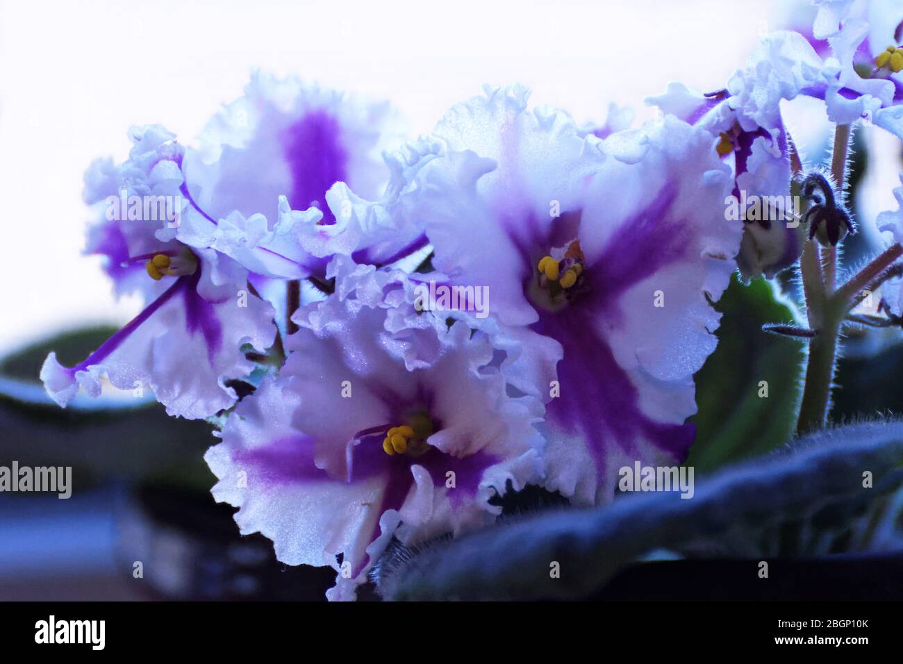 Photo flowers, violets, bouquet, gift, congratulation, Stock Photo
