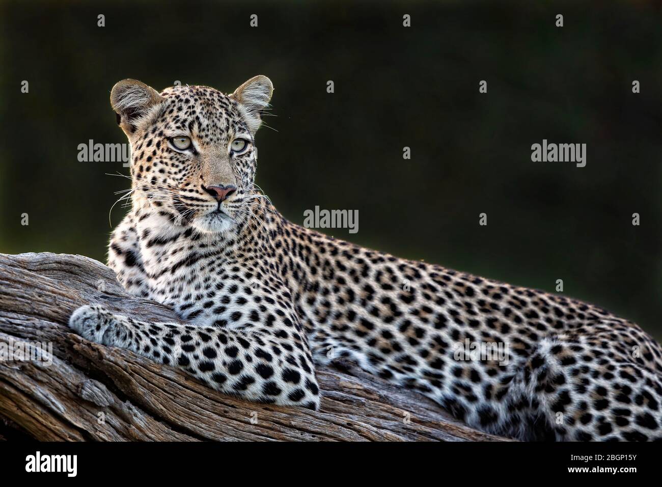 A beautiful female leopard is resting, very relaxed on a big branch, close-up, Okangao Delta - Botswana. Stock Photo