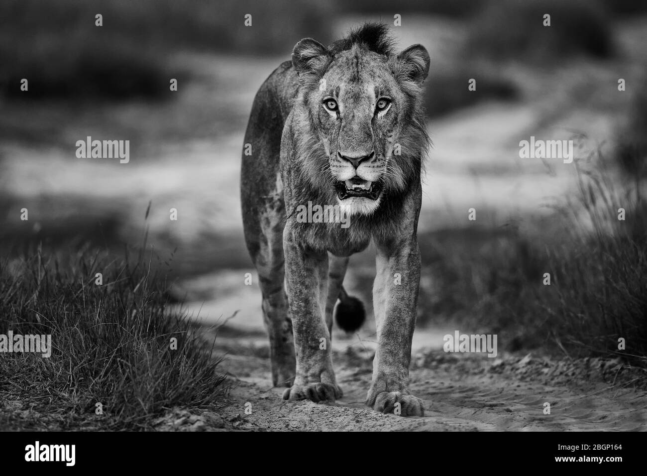 Young male lion, portrait in black and white from Botswana, Okavango Delta Stock Photo