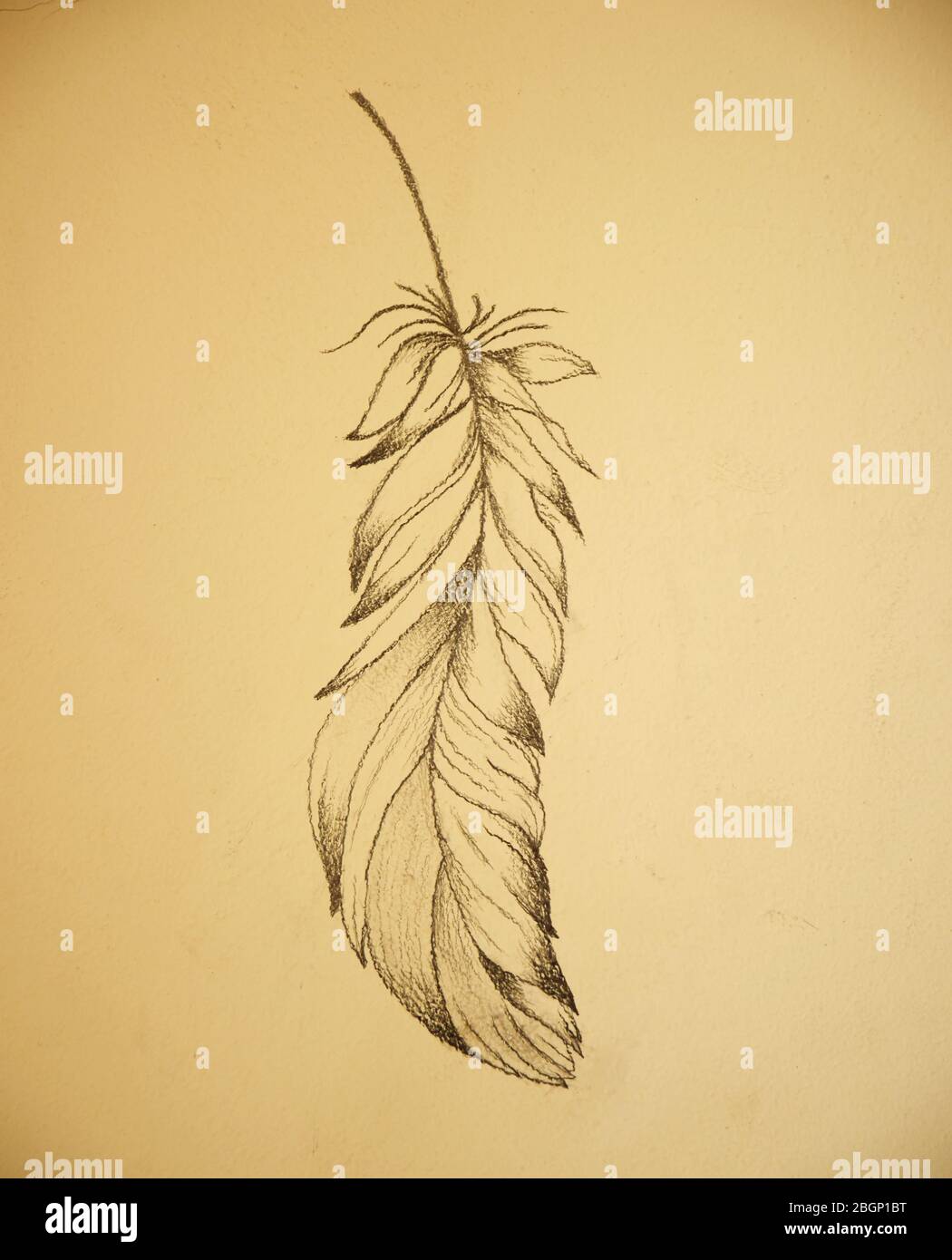 Pencil sketch of feather on wall Stock Photo