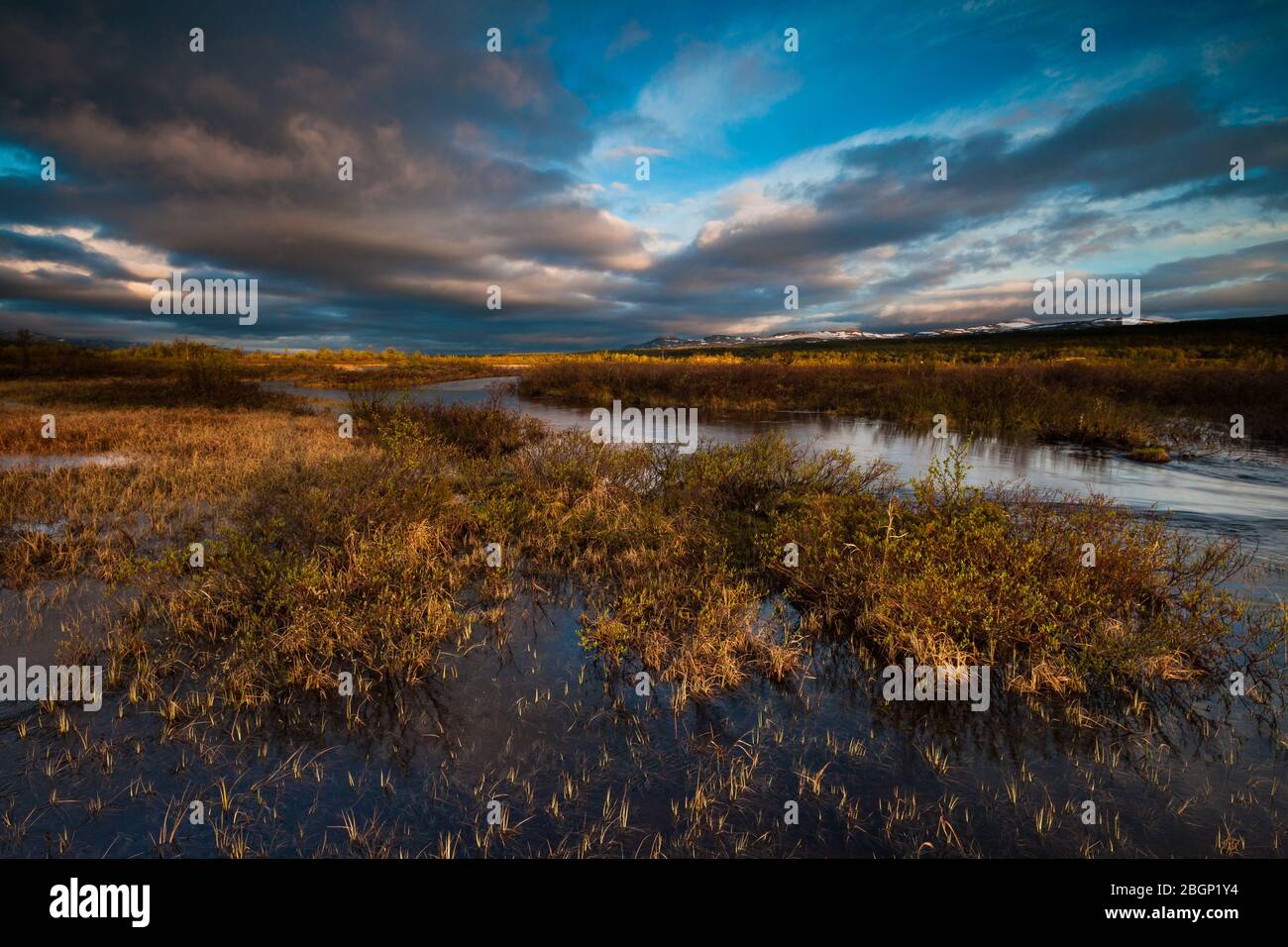 Summer morning at Fokstumyra nature reserve, Dovre, Norway. Stock Photo