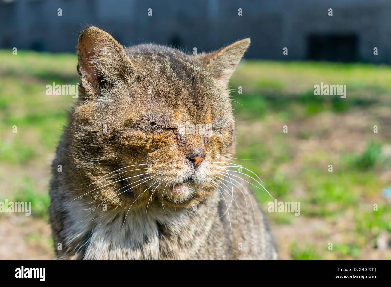 A beaten old street cat without an eye, a blind man sits on the street. Homeless feral cat with mutilations Stock Photo