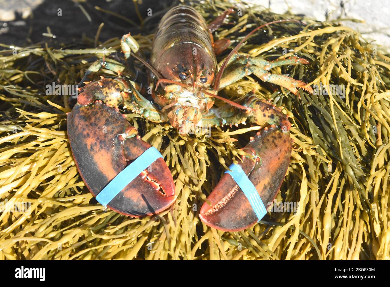 Large rubber bands closing the lobsters claws Stock Photo Alamy