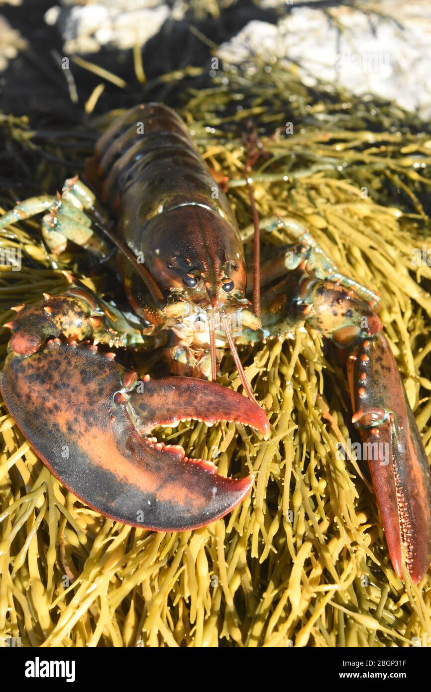 Beautiful photo of a maine lobster Stock Photo Alamy