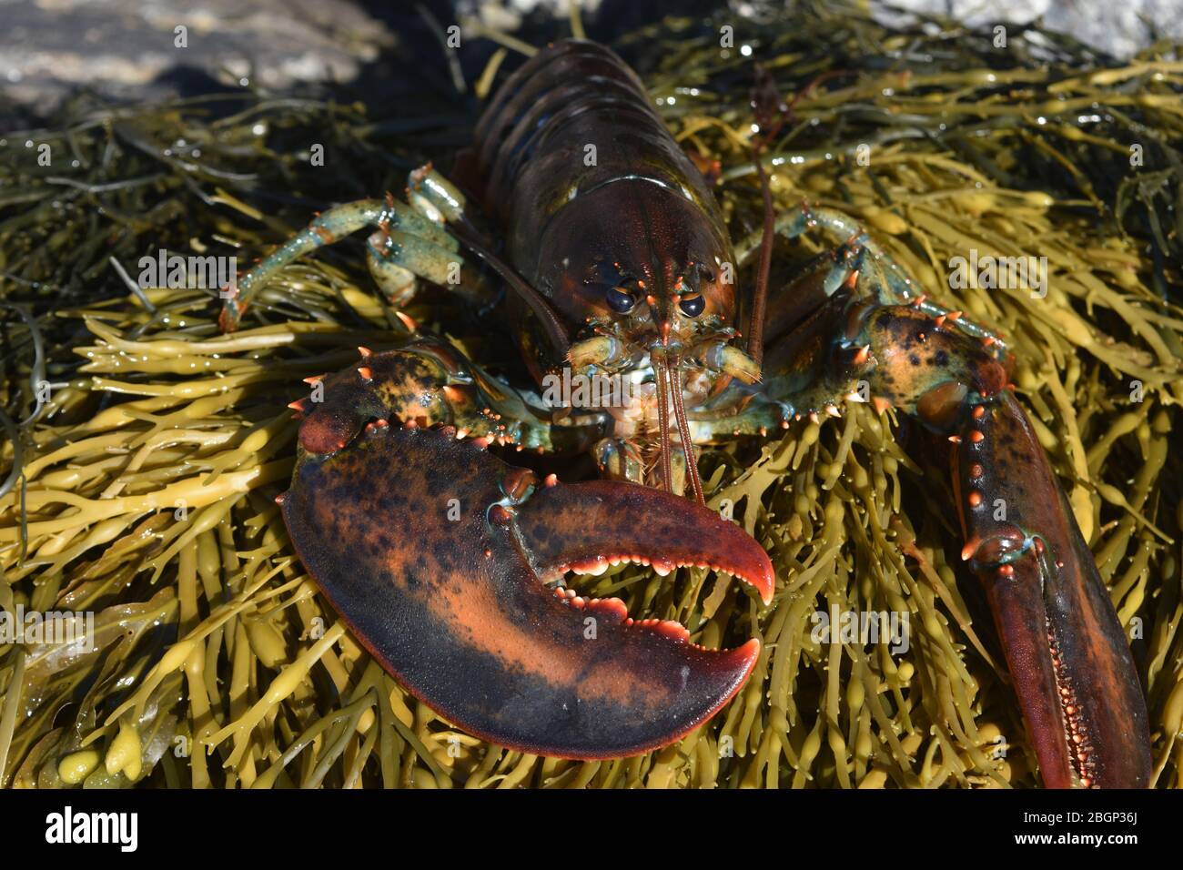 Beautiful maine lobster off the coast Stock Photo