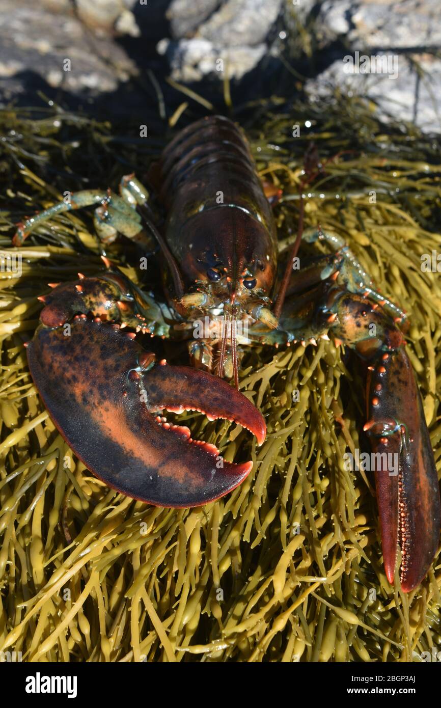 Large lobster on the coast of maine Stock Photo