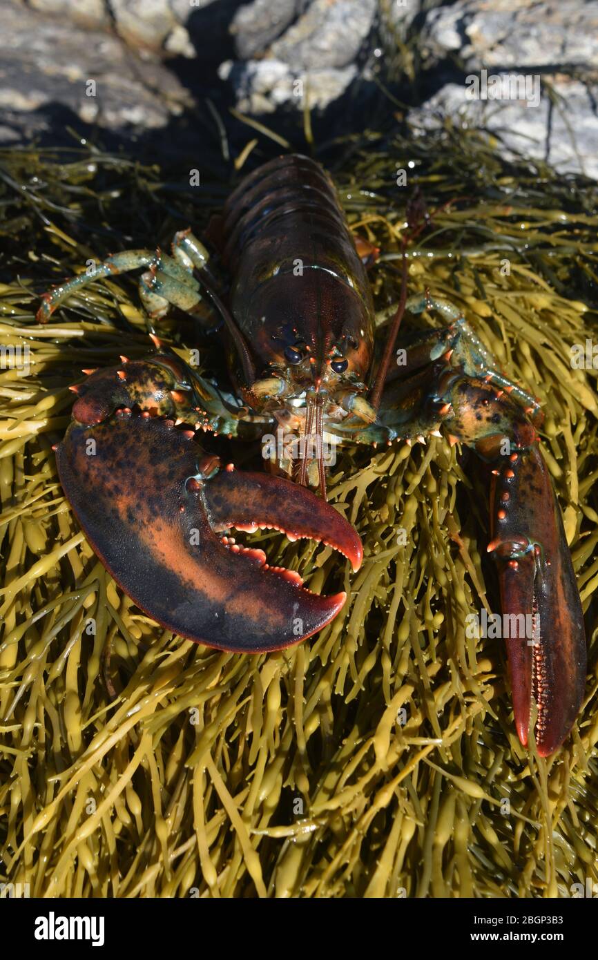 Large red lobster resting on seaweed Stock Photo