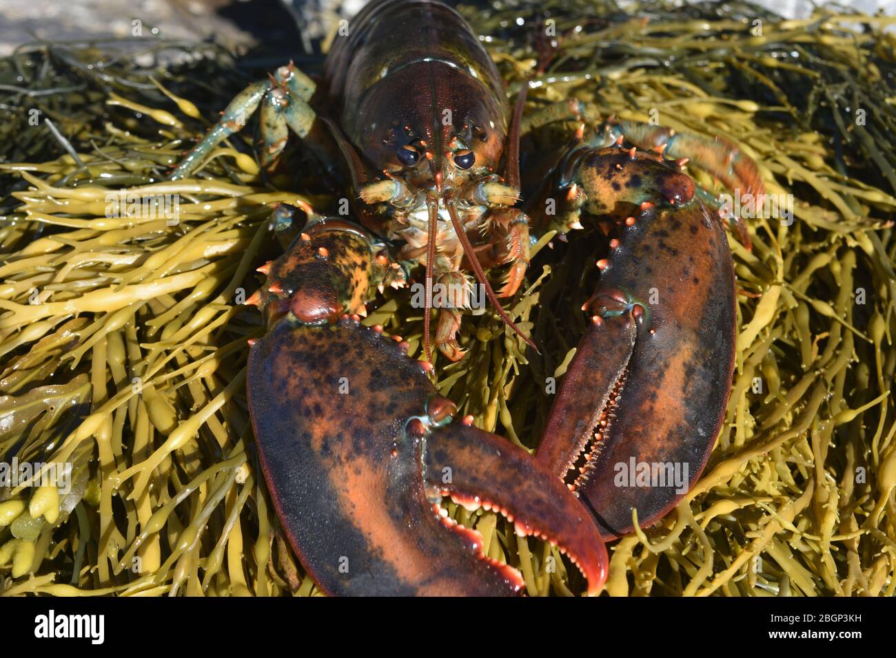 Large red lobster with two huge claws Stock Photo