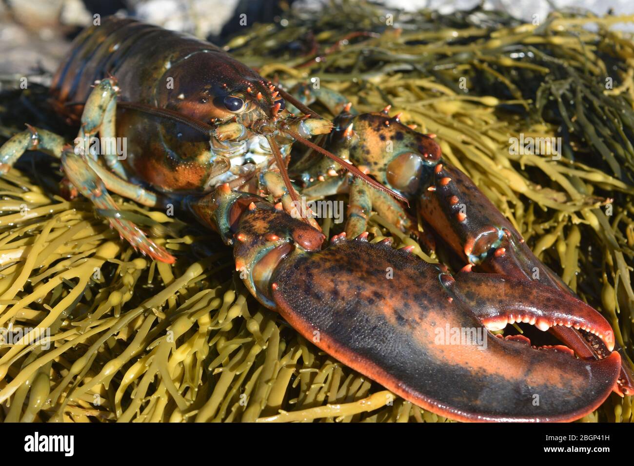 Stunning photo of a red lobster Stock Photo