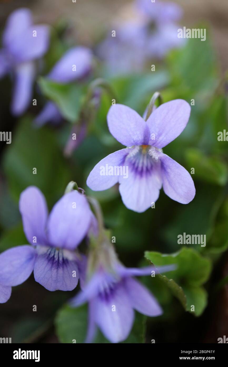 Wild purple violets in the garden,spring violets with delikate petals and green leaves,purple violets macro,floral photo,macro photography,stock photo Stock Photo