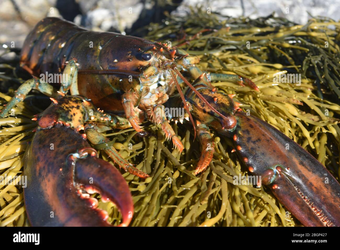 Pretty red lobster laying on seaweed Stock Photo