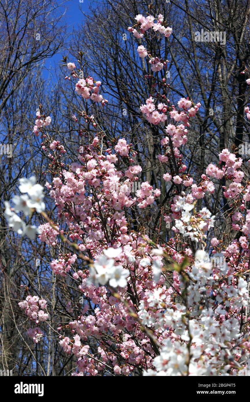 Japanese cherry blossoms. Blooming Sakura tree. Stock Photo