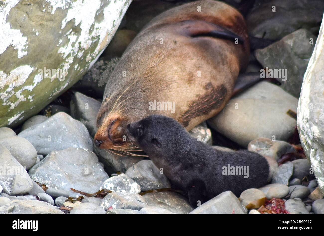 Baby otter and mother hires stock photography and images Alamy