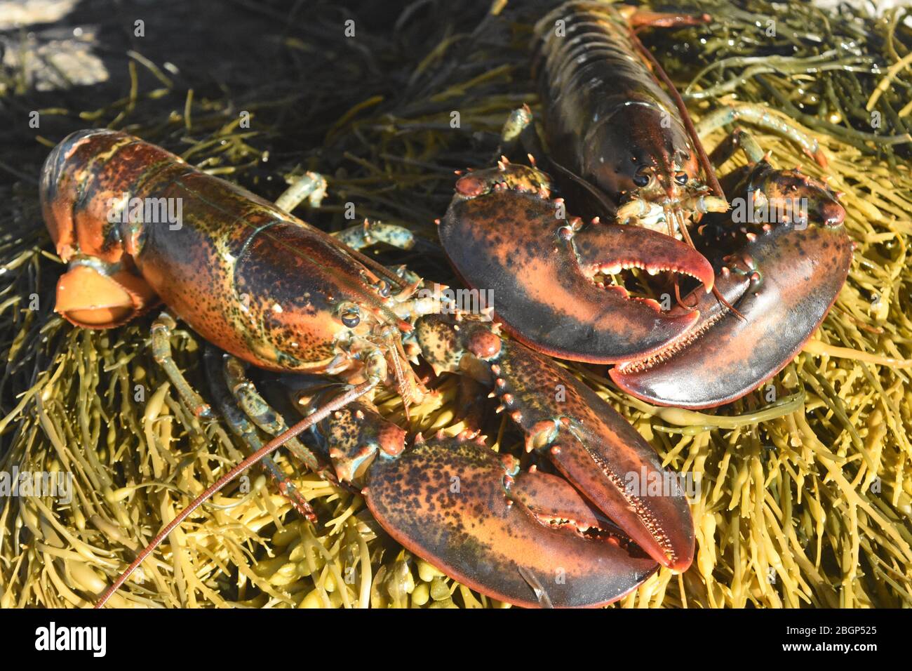 Adorable pair of red lobsters on the calendar islands Stock Photo Alamy