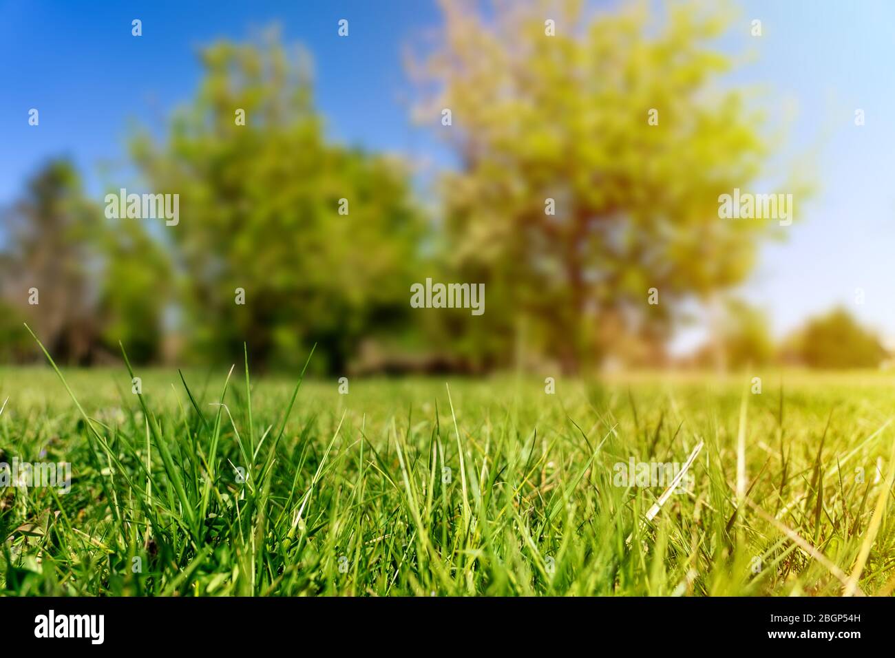 green grass with blurred tree park background with sunlight Stock Photo