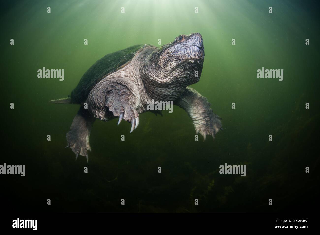 A huge Snapping turtle, Chelydra serpentina, swims to the surface of a