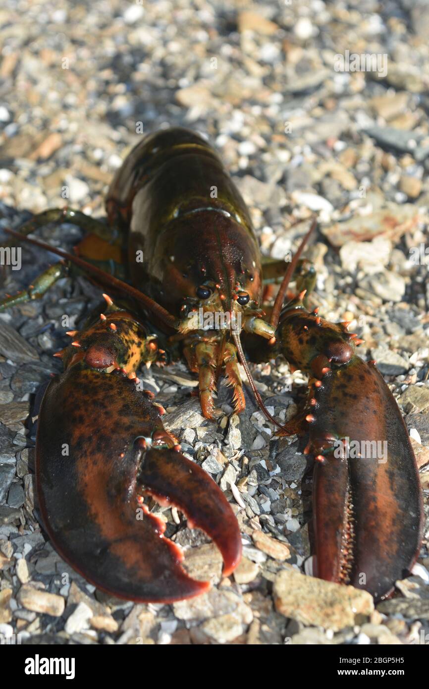 Stunning marine photo of a large canadian lobster Stock Photo