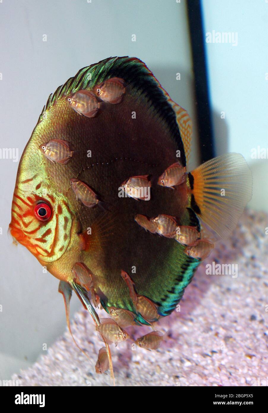 Discus (Symphysodon aequifasciatus) with his fry Stock Photo