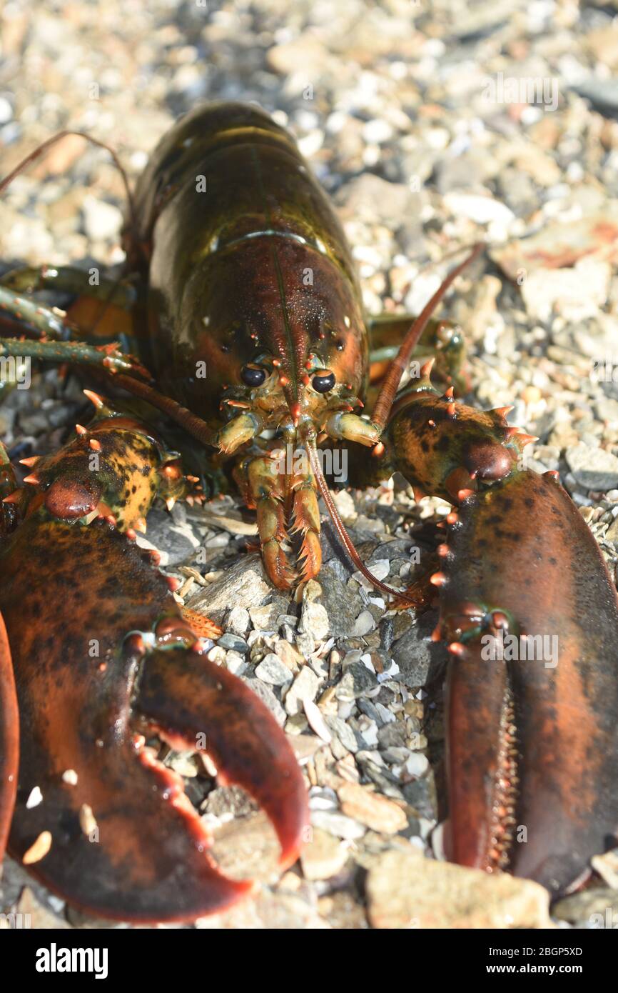 Beautiful photo of a large red lobster Stock Photo