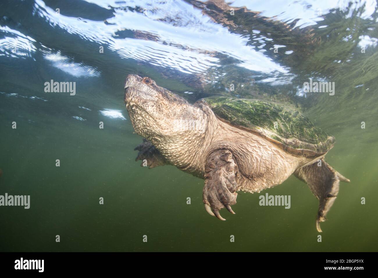 A huge Snapping turtle, Chelydra serpentina, swims to the surface of a