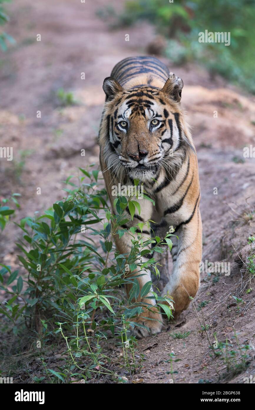 The image of Male Bengal Tiger (Panthera tigris) in Bandavgrah national  park, India, Asia Stock Photo - Alamy