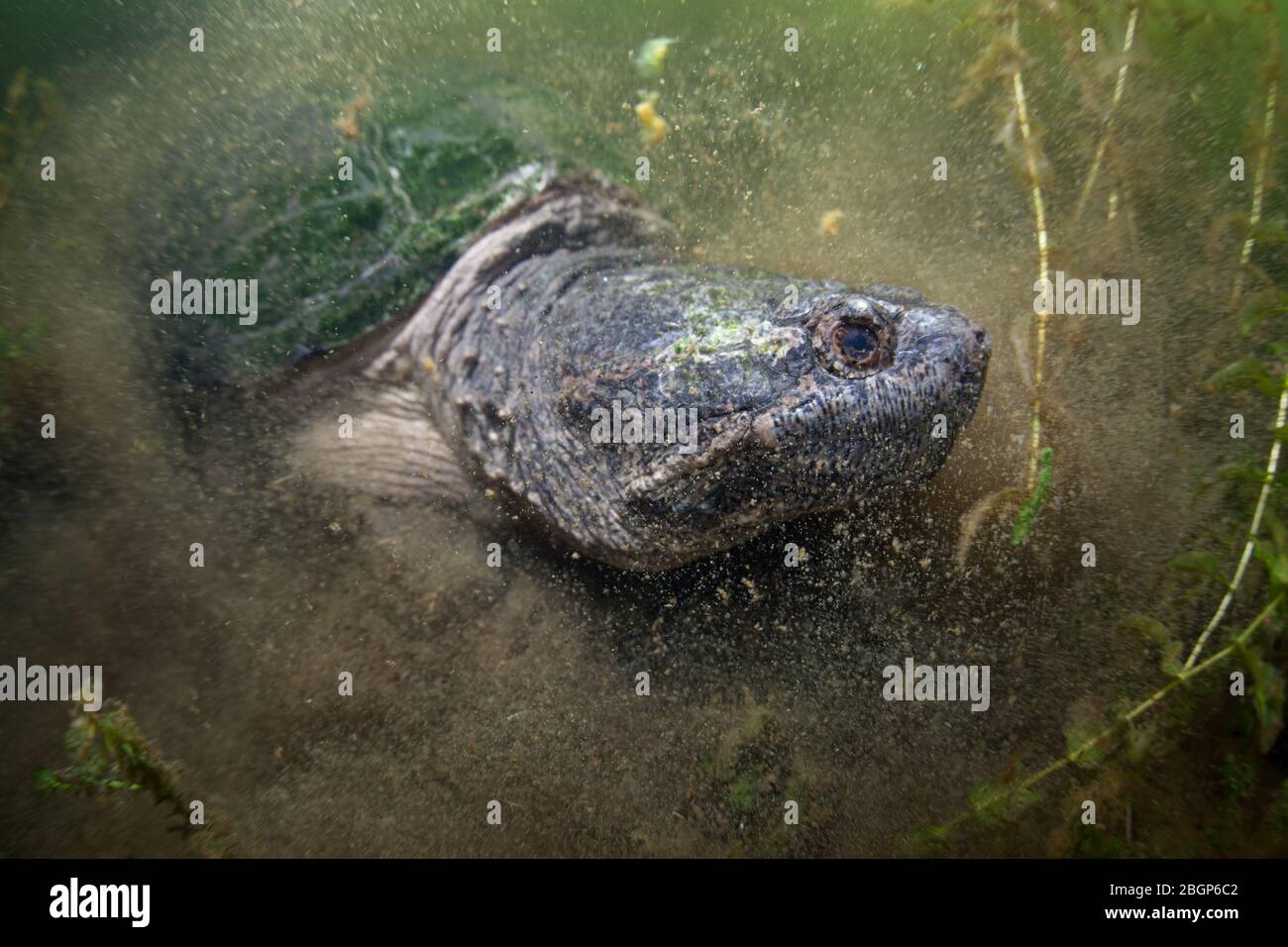 A huge Snapping turtle, Chelydra serpentina, crawls through the underwater murk and mud of a pond on Cape Cod, Massachusetts. Stock Photo