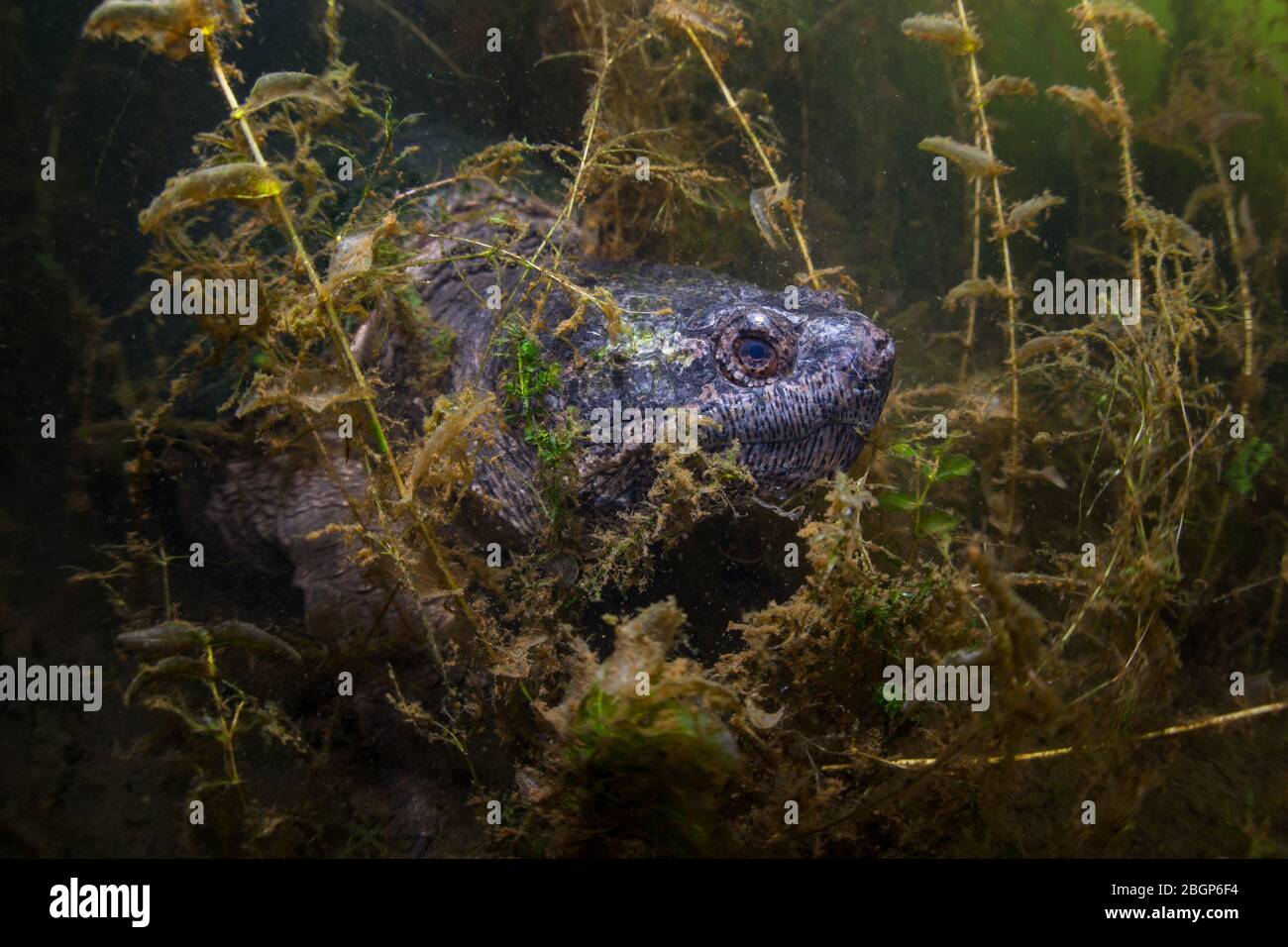 A huge Snapping turtle, Chelydra serpentina, crawls through the underwater murk and mud of a pond on Cape Cod, Massachusetts. Stock Photo