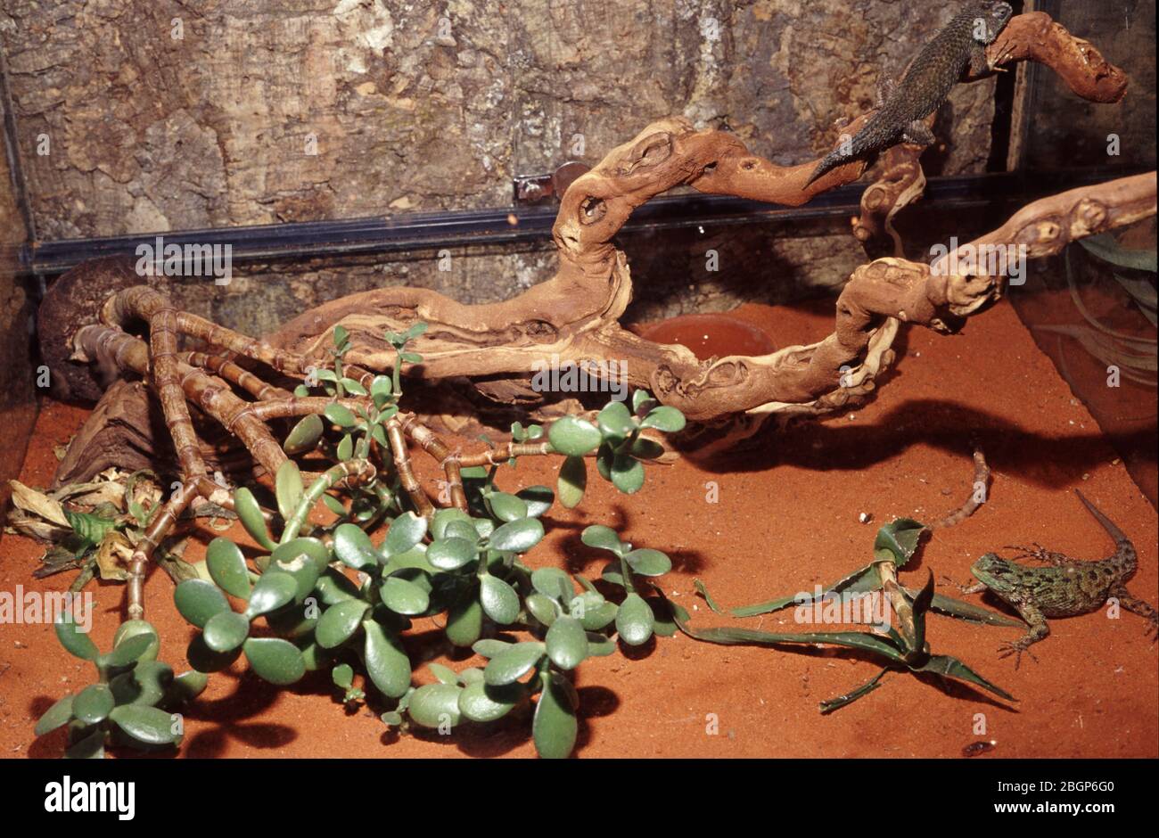 Desert terrarium for spiny lizard (Sceloporus sp.) Stock Photo
