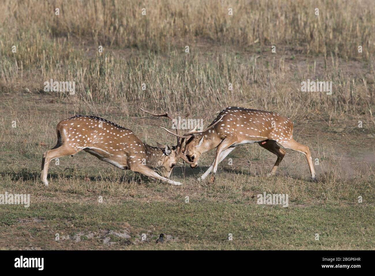 Asian deer species hires stock photography and images Alamy