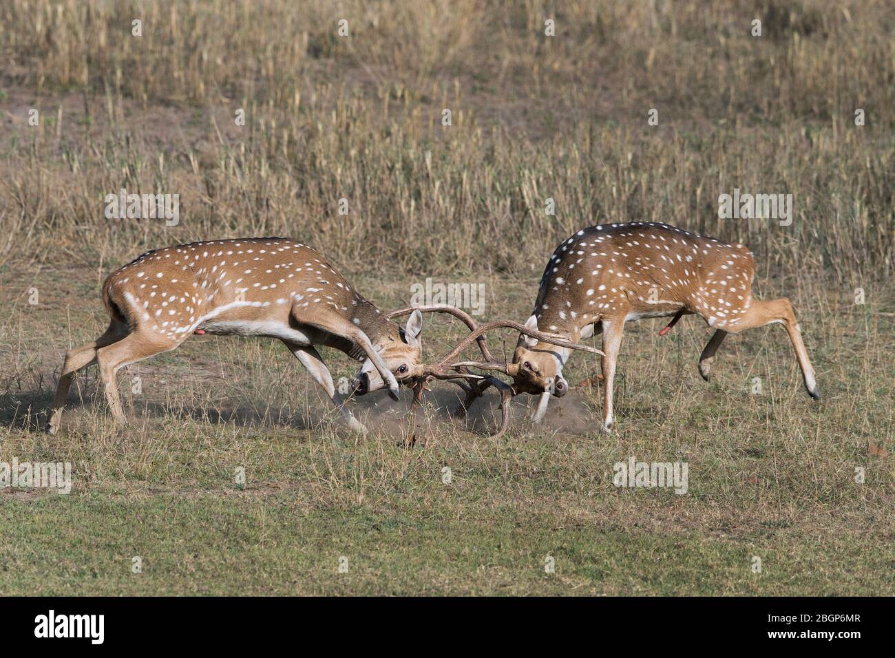 Asian deer species hires stock photography and images Alamy