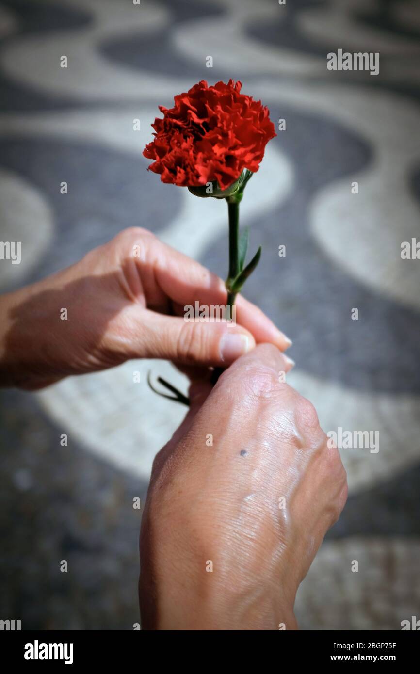Closeup on female hands holding a red carnation flower, symbol of the 25 April portuguese revolution Stock Photo