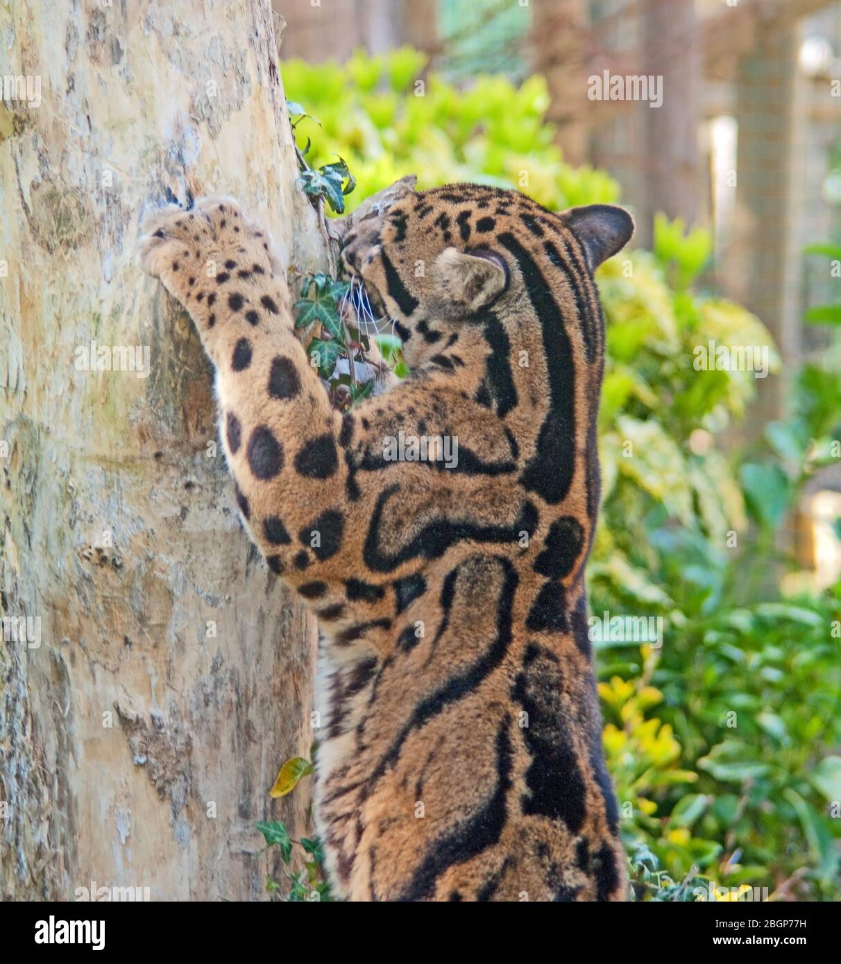 CLOUDED LEOPARD, Neofelis Nebulosa, China, Asia Stock Photo - Alamy
