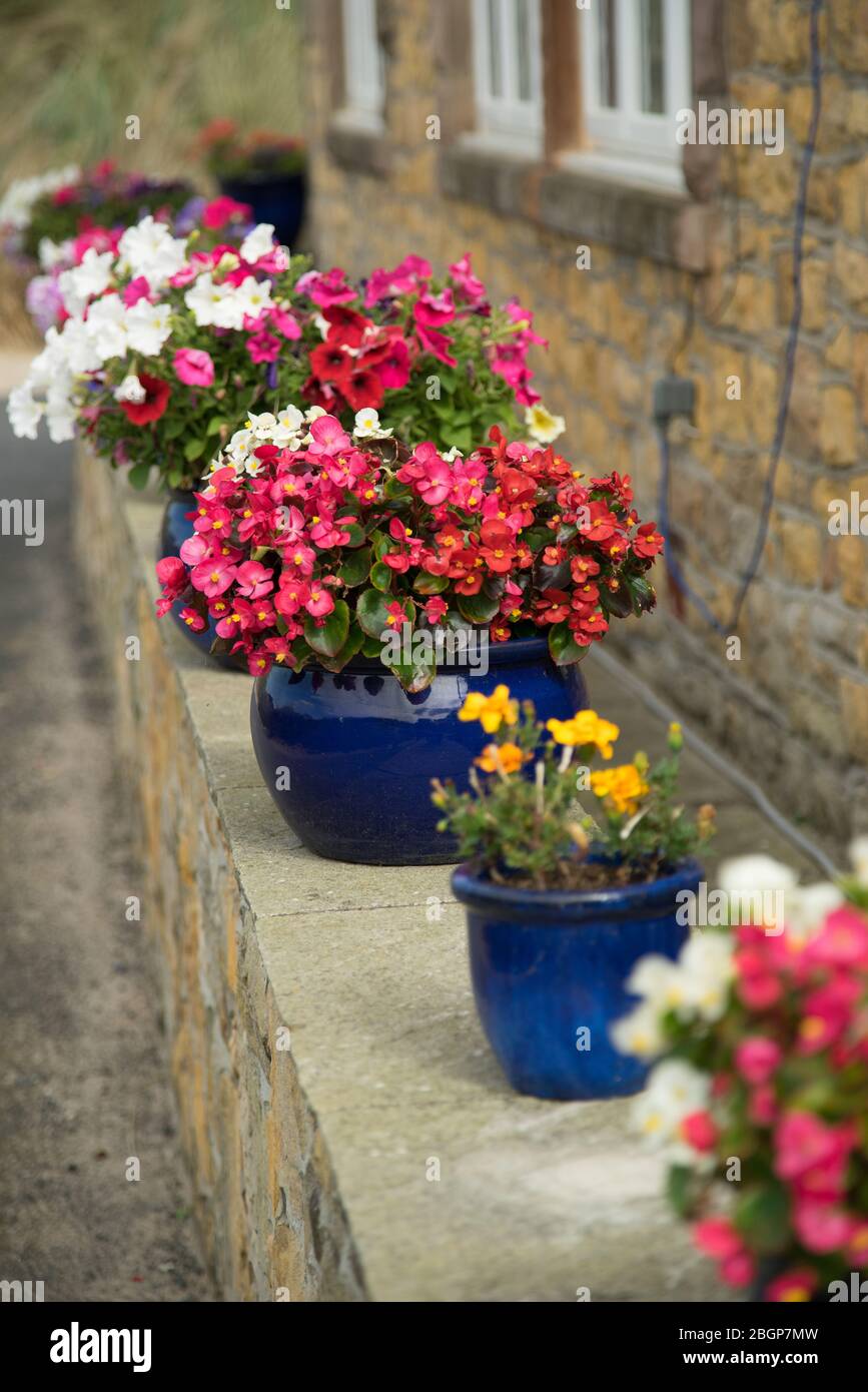 Colour ceramic pots of Begonias, Tagetes and Petunias on a garden wall; Stock Photo