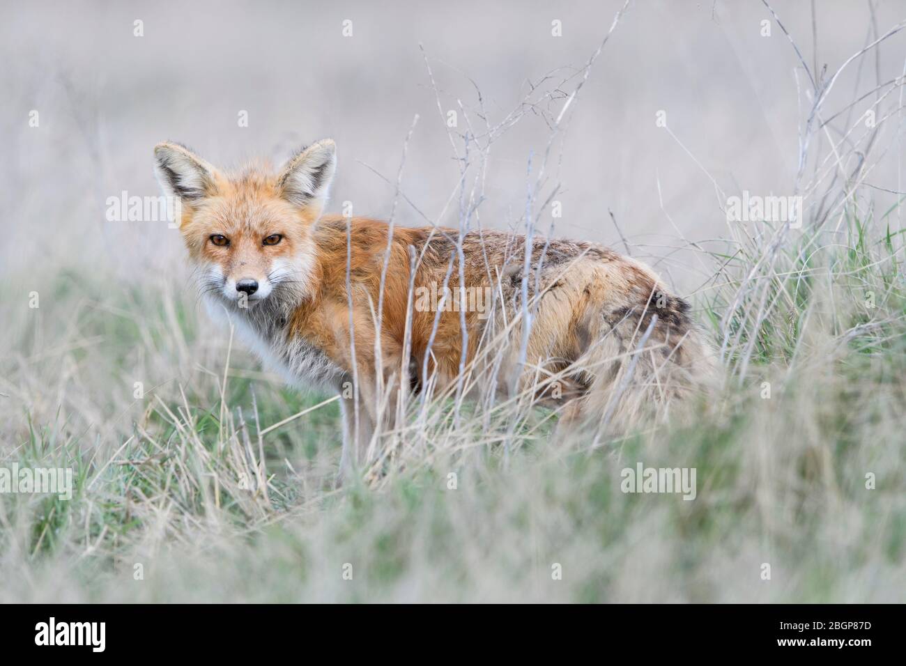 Red Fox (Vulpes vulpes), Montana Stock Photo