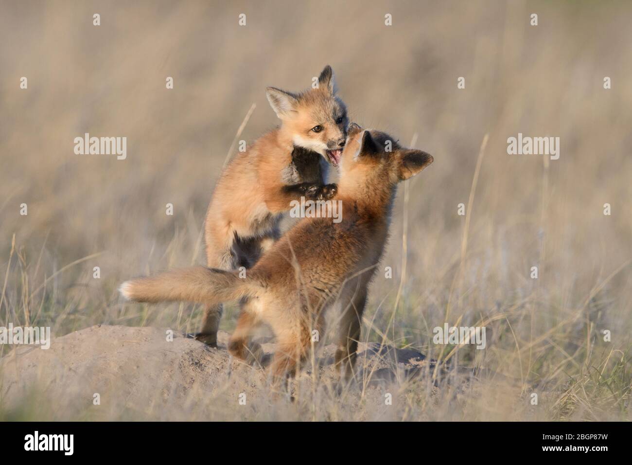 Red Fox (Vulpes vulpes) kits playing, Montana Stock Photo