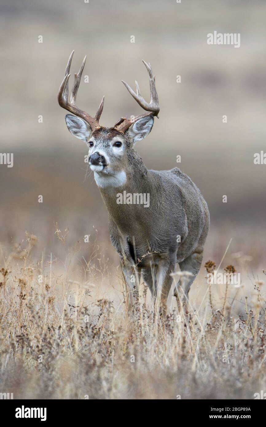 White-tailed Deer Buck (Odocoileus virginianus), Western US Stock Photo