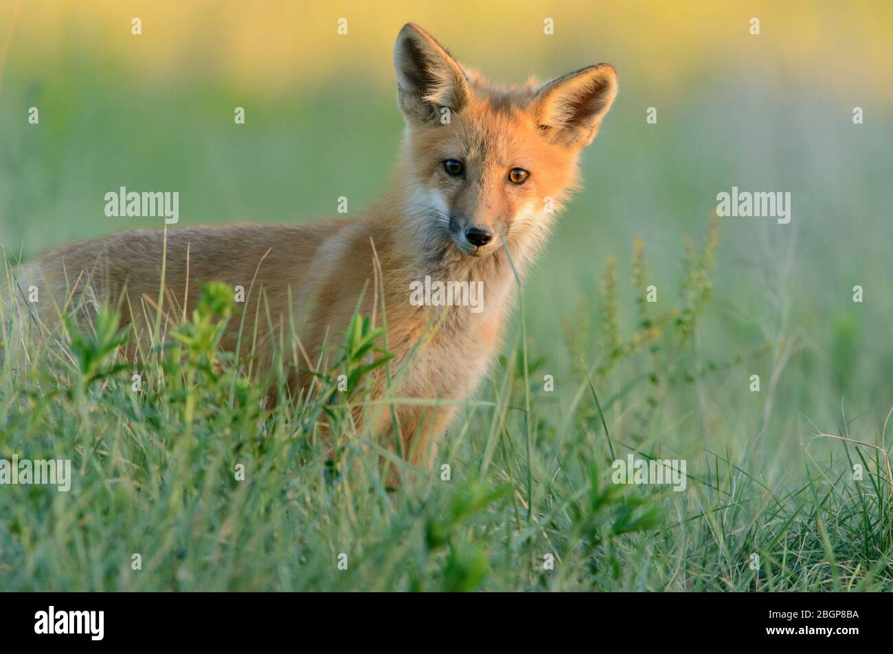 Red Fox (Vulpes vulpes) kit, Montana, USA Stock Photo