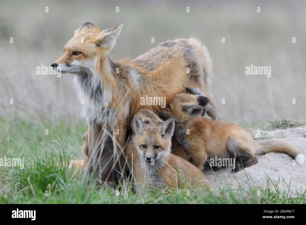 Nursing Red Fox (Vulpes vulpes) kits, Montana USA Stock Photo