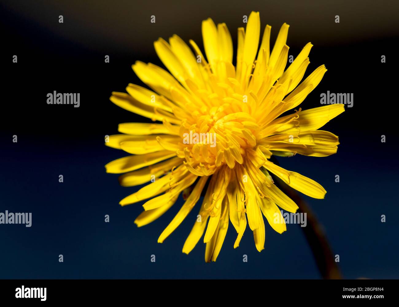 Common sow thistle wildflower hi-res stock photography and images - Alamy