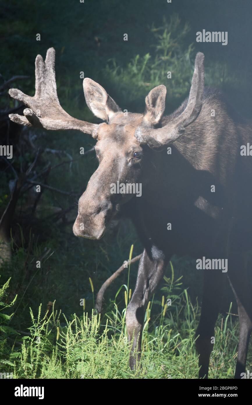 Young male moose standing in tall grass and vegetation Stock Photo - Alamy