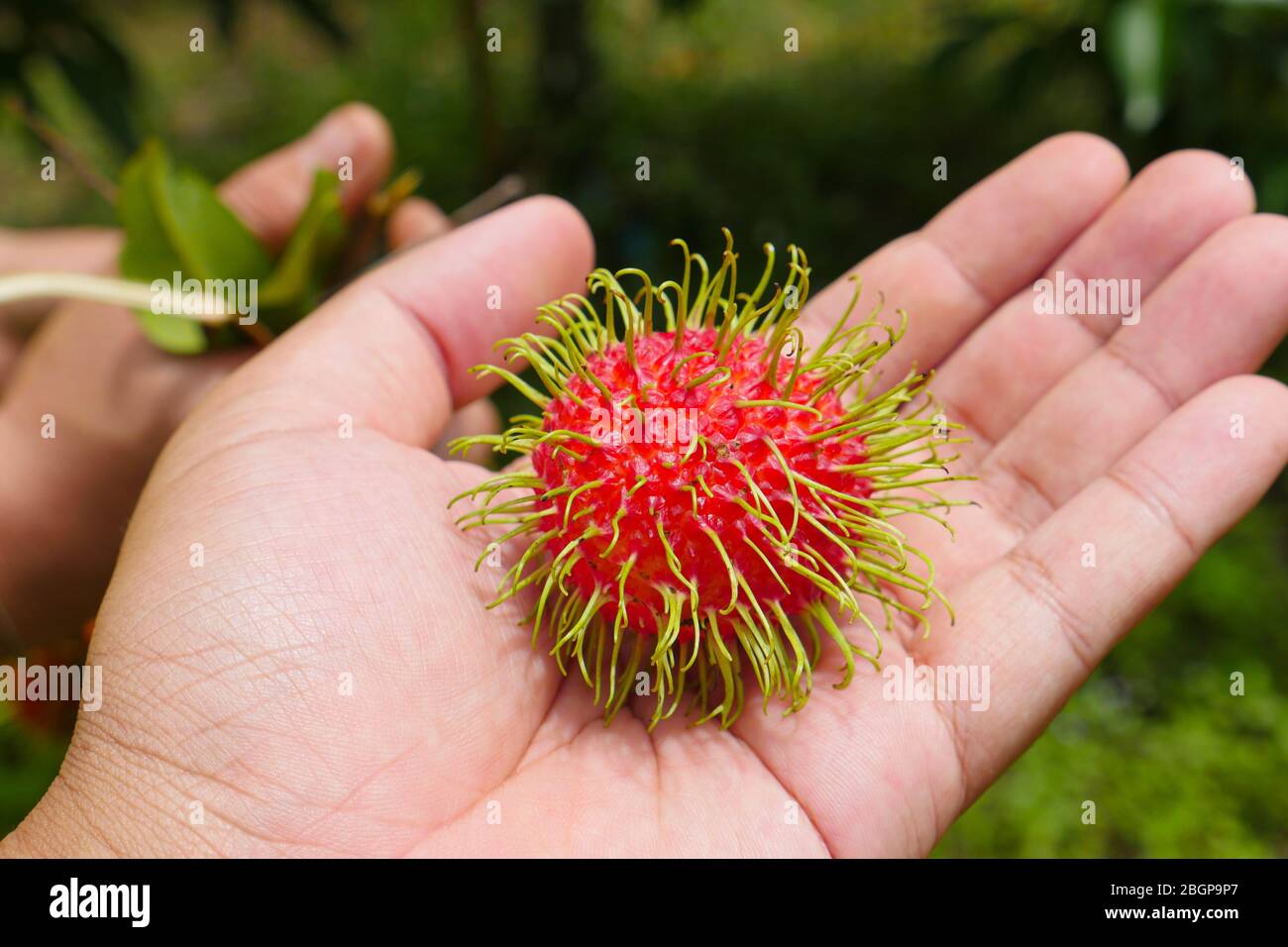 Fresh rambutan in hand.the exotic fruits Stock Photo - Alamy