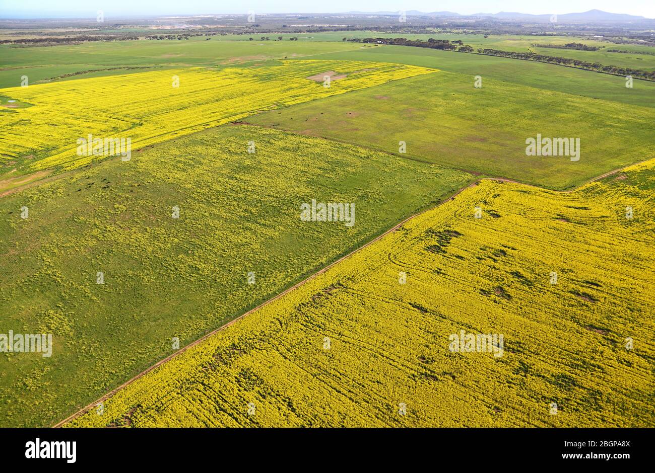 Aerial view of canola fields Stock Photo Alamy