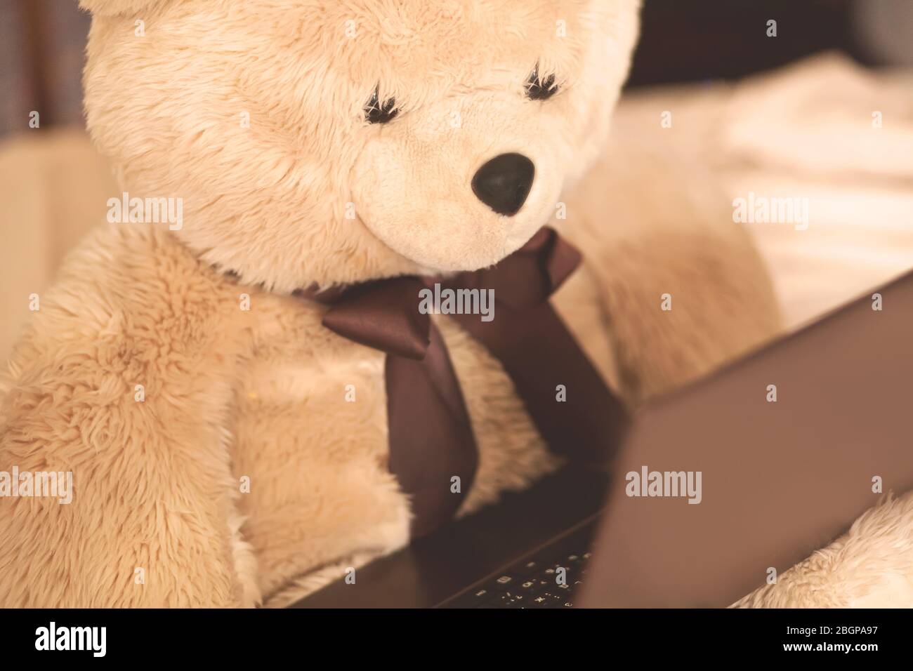 teddy bed online