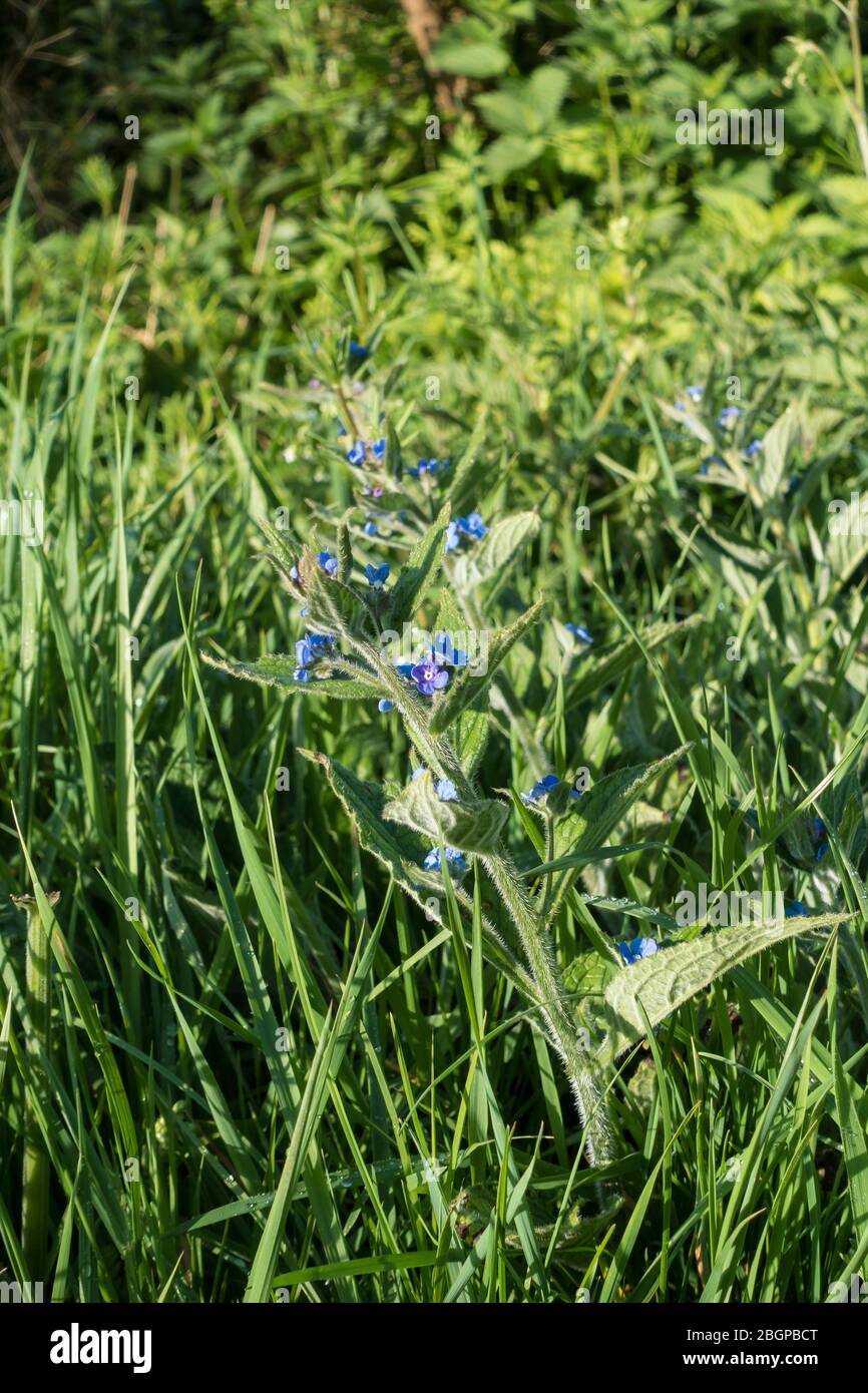 Green Alkanet wild member of the Forget me not plant Stock Photo