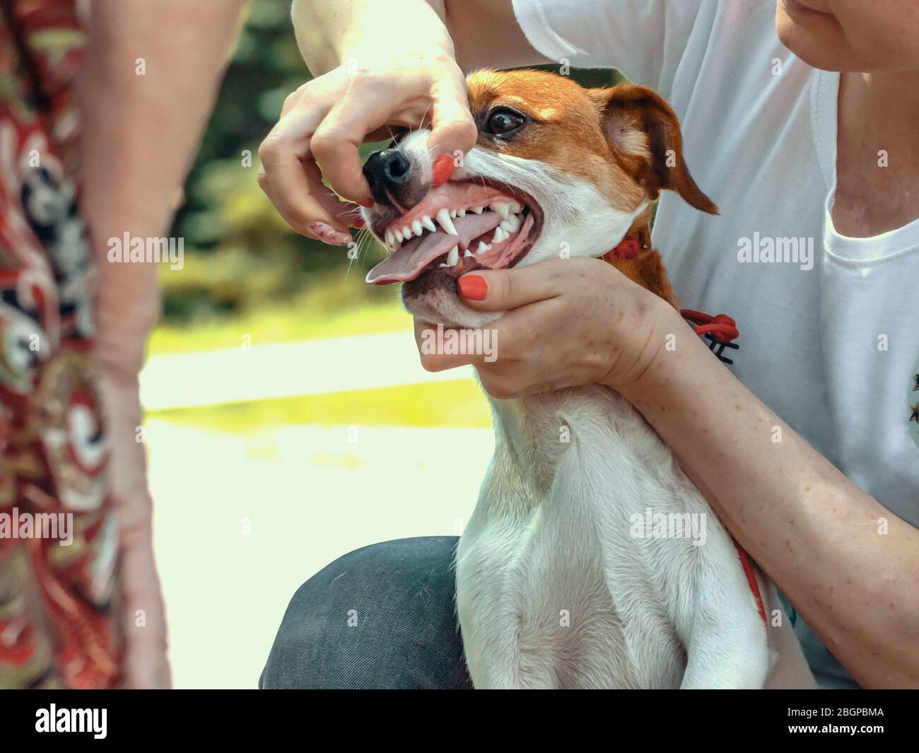 dog show handler shows teeth of a Jack Russell Terrier to an expert